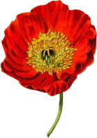 Poppy 2