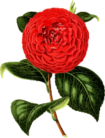 Camellia