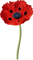 Poppy 3