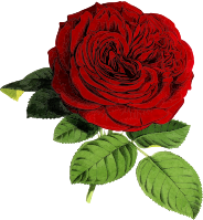 Rose 24