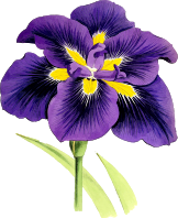 Lily