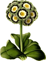 Primrose