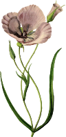 Poppy 5