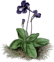 Flower 143