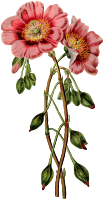 Flower 144