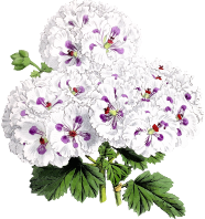 Flower 145