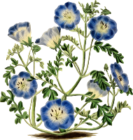 Flower 147