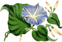 Flower 149