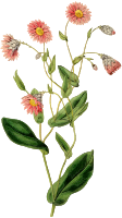 Flower 150