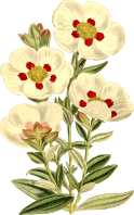 Flower 151