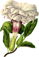 Flower 153