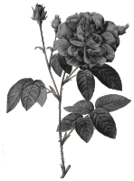Redoute - Rosa gallica officinalis - grayscale