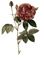 Redoute - Rosa gallica officinalis - color
