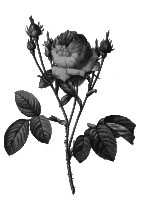 Redoute - Rosa centifolia carnea - grayscale