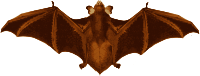 Bat Wings
