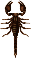 Basic Scorpion