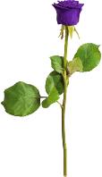 Rose 25