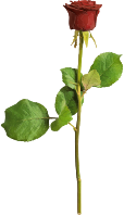 Rose 25 (colour 2)