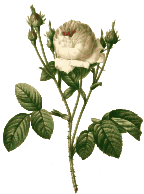 Redoute - Rosa centifolia carnea - color