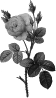 Redoute - Rosa muscosa alba - grayscale