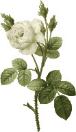 Redoute - Rosa muscosa alba - color