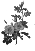 Redoute - Rosa eglanteria 2 - grayscale