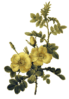 Redoute - Rosa eglanteria 2 - color