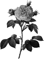 Redoute - Rosa alba regalis - grayscale