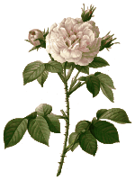 Redoute - Rosa alba regalis - color