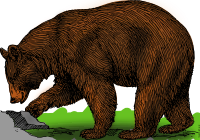 Colored bear