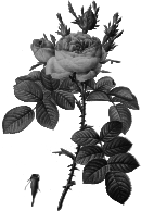Redoute - Rosa bifera officinalis - grayscale