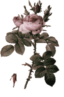 Redoute - Rosa bifera officinalis - color 2