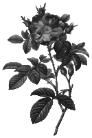Redoute - Rosa damascena - grayscale
