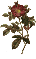 Redoute - Rosa damascena - color