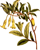 Climbing Billardiera
