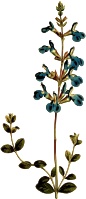 Germander sage