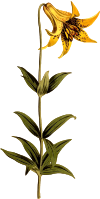 Canadian lily