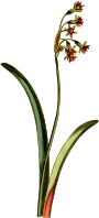 Narcissus-leaved tulbagia