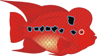 Flowerhorn Fish