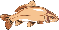 Carp 2