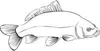 Carp 2 (outline)