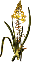 Onion-leaved anthericum