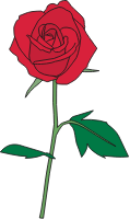 Rose (#7)