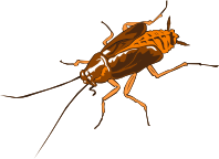 Cockroach