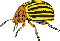 Colorado beetle