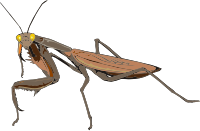 Praying mantis