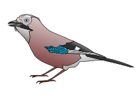 Jay