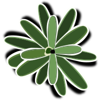 bromelia-09