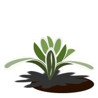 bromelia-09b