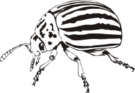 Colorado beetle (outline)